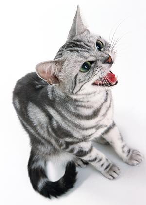 可愛いティーカッププードルを購入する