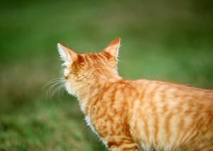 平塚にある山本どうぶつ病院とは