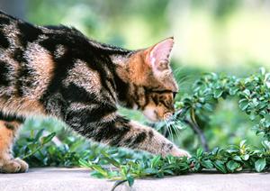 ペットの輸送を安全に行うための完全ガイド：ストレスフリーな移動方法とサービス選び